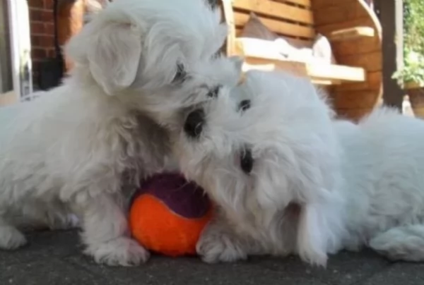 Maltese toy cuccioli  | Foto 0