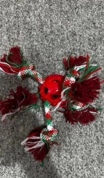 Maltese toy cuccioli  | Foto 5