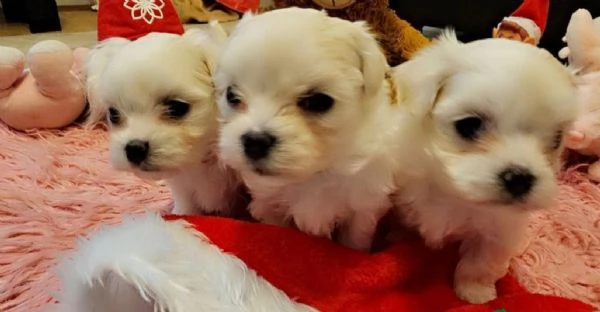 Maltese toy cuccioli  | Foto 4