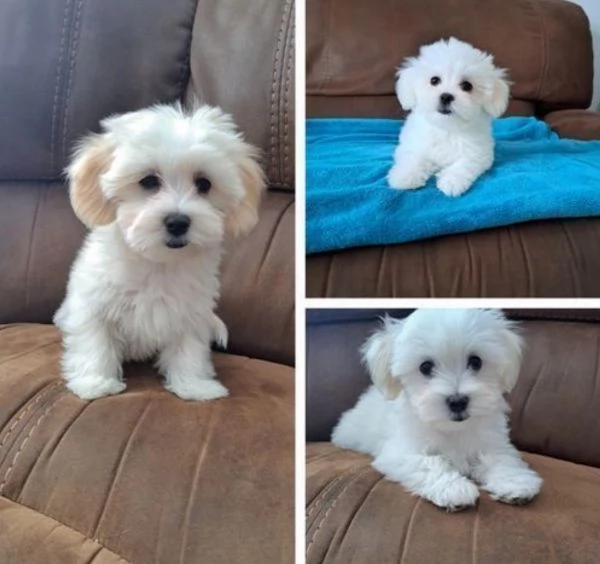 Maltese toy cuccioli 