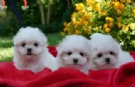 Maltese toy cuccioli  | Foto 4