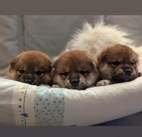 bellissimi cucciolo di Shiba Inu per adozione