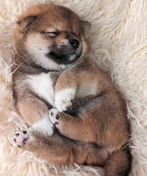 bellissimi cucciolo di Shiba Inu per adozione | Foto 2