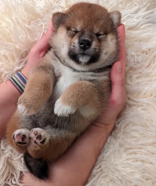 bellissimi cucciolo di Shiba Inu per adozione | Foto 1