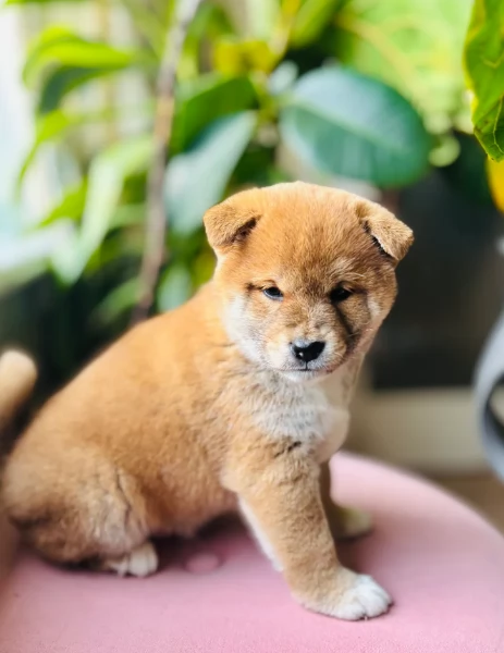 bellissimi cucciolo di Shiba Inu per adozione