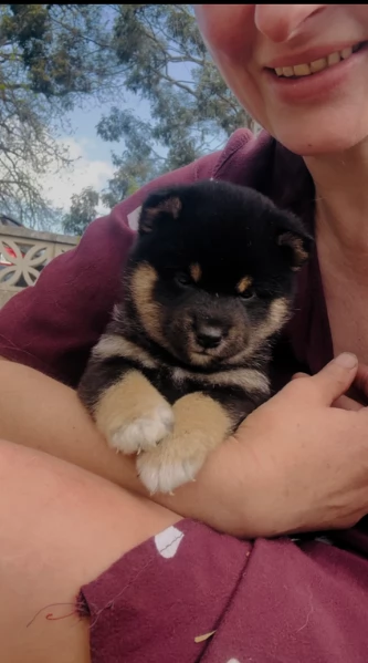 bellissimi cucciolo di Shiba Inu per adozione