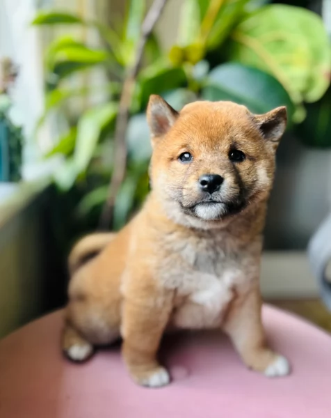 bellissimi cucciolo di Shiba Inu per adozione | Foto 1