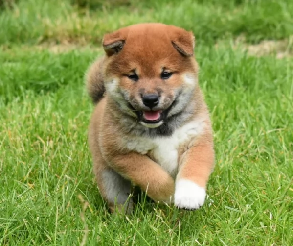 bellissimi cucciolo di Shiba Inu per adozione | Foto 6