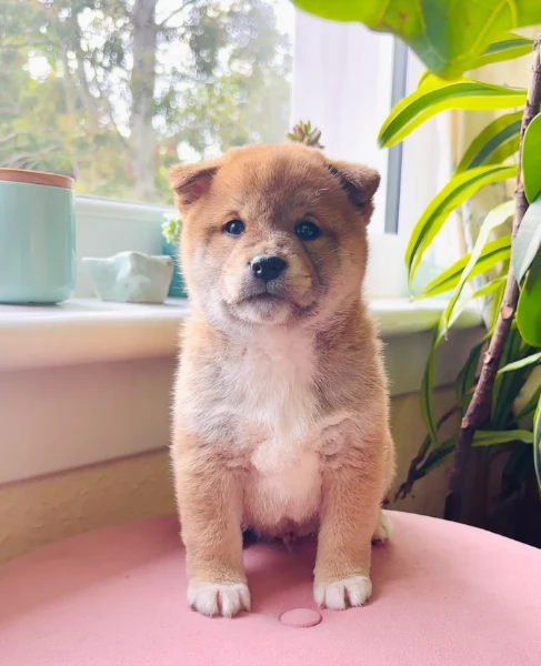 bellissimi cucciolo di Shiba Inu per adozione