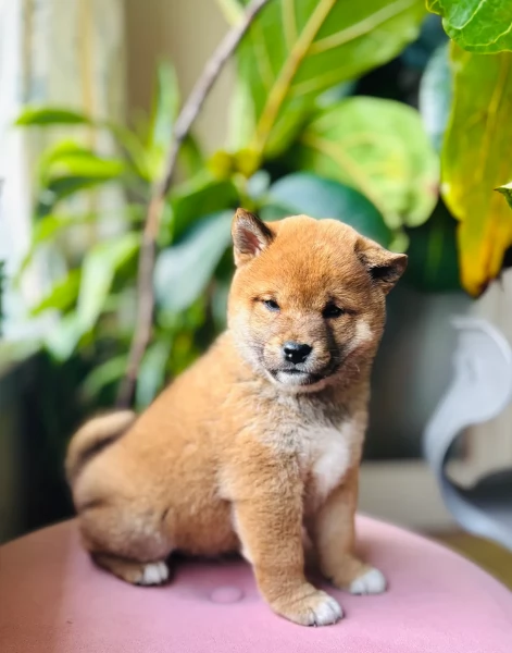 bellissimi cucciolo di Shiba Inu per adozione | Foto 2