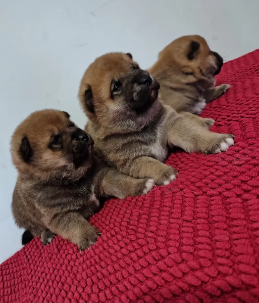 bellissimi cucciolo di Shiba Inu per adozione | Foto 3