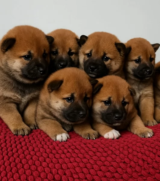 bellissimi cucciolo di Shiba Inu per adozione | Foto 2