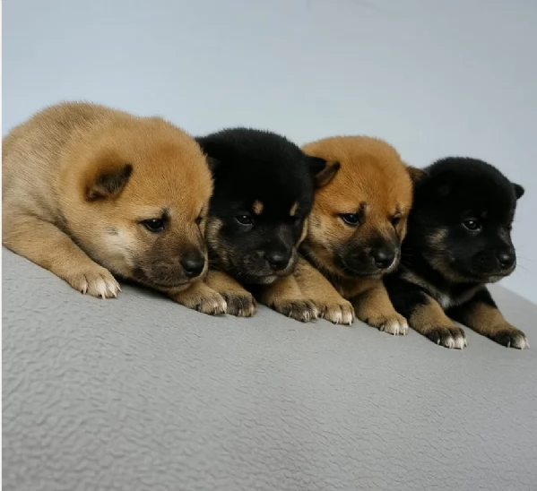 bellissimi cucciolo di Shiba Inu per adozione | Foto 4