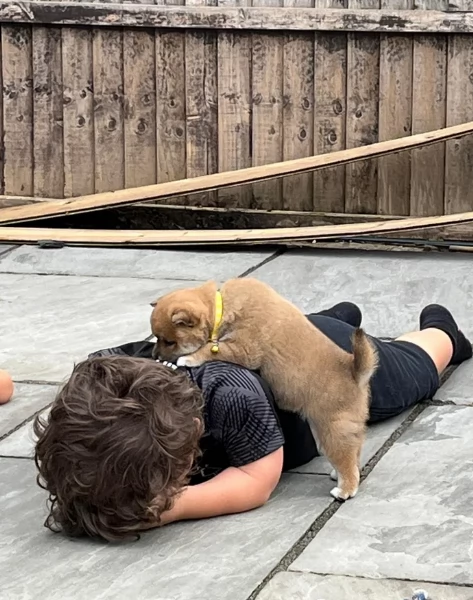 meraviglioso cucciolo di Shiba Inu per adozione | Foto 3