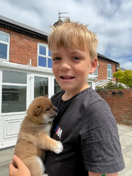 meraviglioso cucciolo di Shiba Inu per adozione | Foto 3