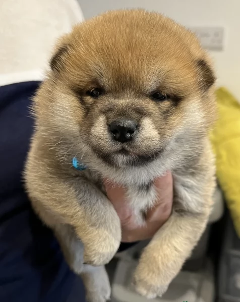 meraviglioso cucciolo di Shiba Inu per adozione | Foto 0