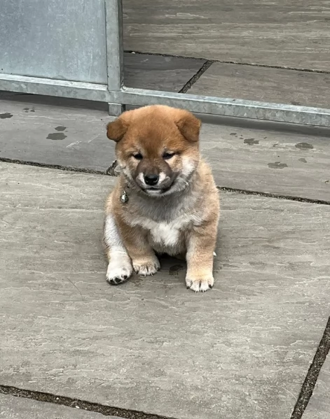 meraviglioso cucciolo di Shiba Inu per adozione | Foto 3