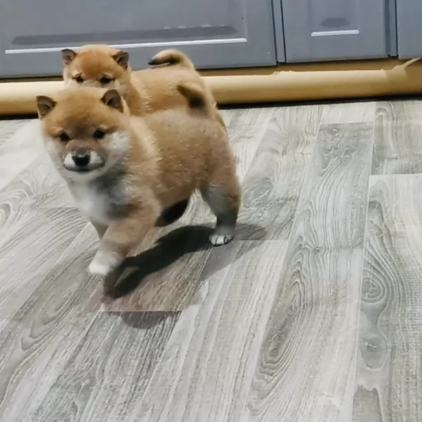 meraviglioso cucciolo di Shiba Inu per adozione | Foto 0
