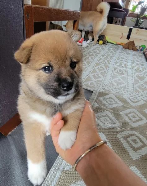 meraviglioso cucciolo di Shiba Inu per adozione | Foto 2