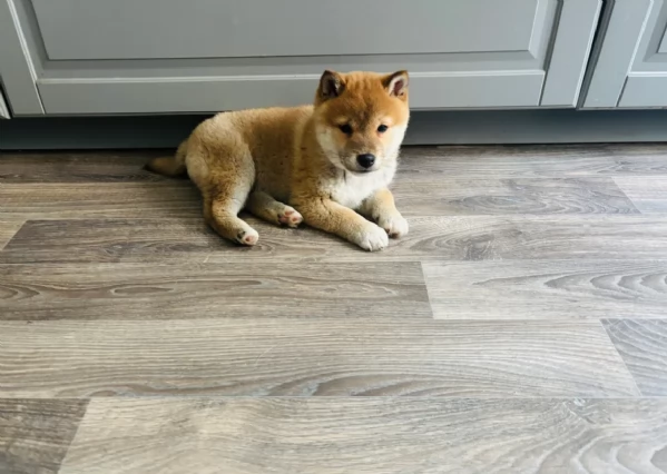 meraviglioso cucciolo di Shiba Inu per adozione | Foto 3