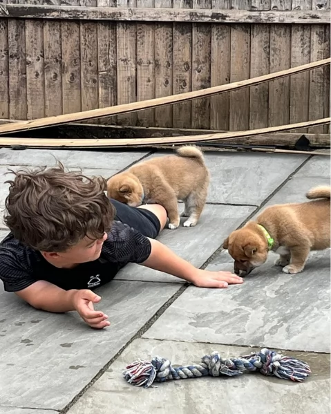 meraviglioso cucciolo di Shiba Inu per adozione | Foto 0
