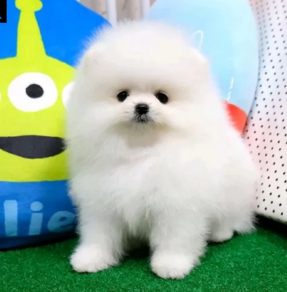 disponibili cuccioli di Pomerania  | Foto 0