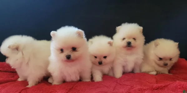 disponibili cuccioli di Pomerania 