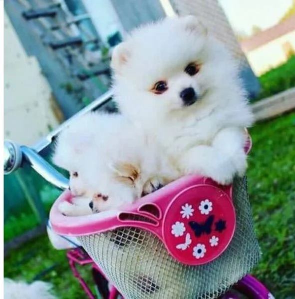 disponibili cuccioli di Pomerania 
