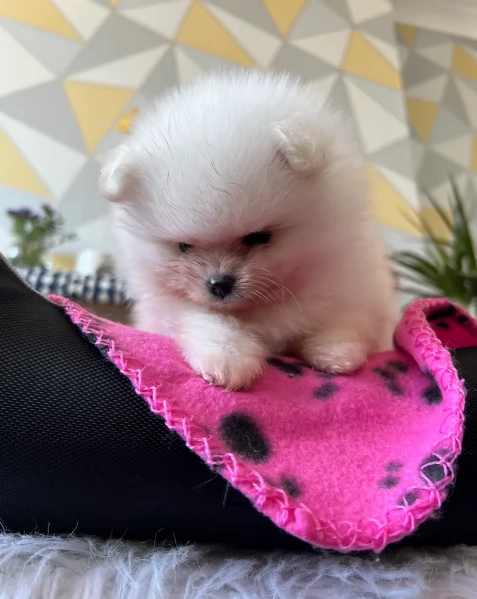 disponibili cuccioli di Pomerania  | Foto 5