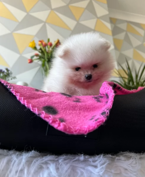 disponibili cuccioli di Pomerania  | Foto 3