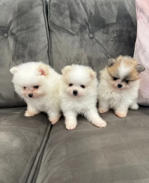 disponibili cuccioli di Pomerania 