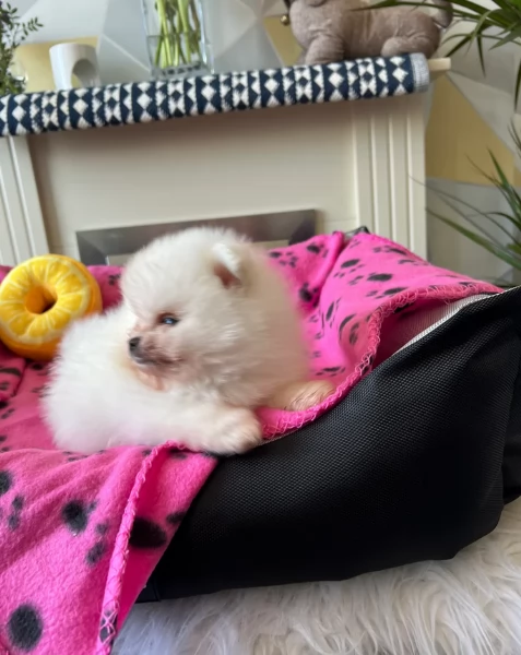 disponibili cuccioli di Pomerania  | Foto 1