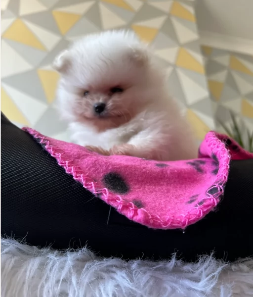 disponibili cuccioli di Pomerania  | Foto 0