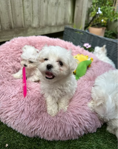 piccolissima cuccioli di Maltese per ladozione