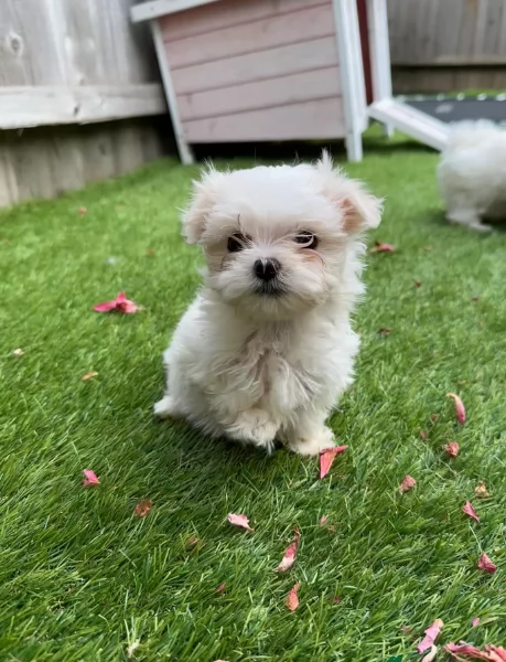 piccolissima cuccioli di Maltese per ladozione | Foto 2