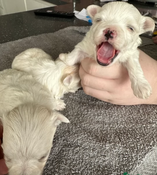 piccolissima cuccioli di Maltese per ladozione | Foto 1