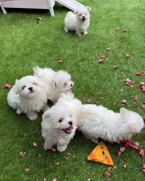 piccolissima cuccioli di Maltese per ladozione