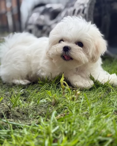 piccolissima cuccioli di Maltese per ladozione | Foto 5