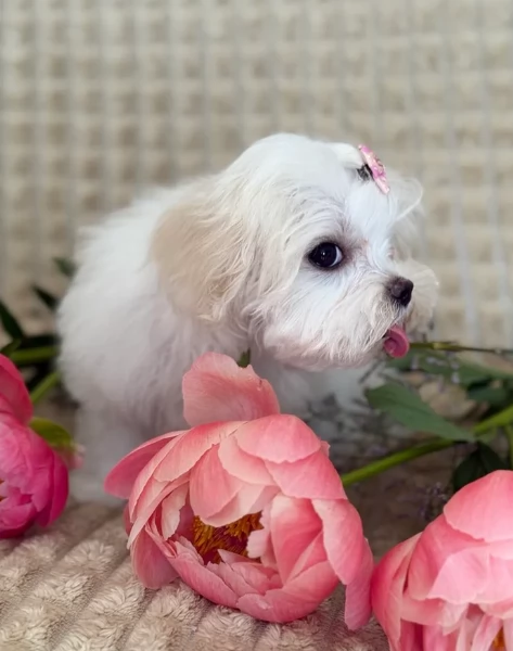 piccolissima cuccioli di Maltese per ladozione | Foto 4