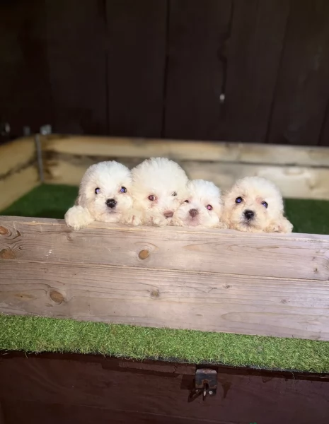 piccolissima cuccioli di Maltese per ladozione | Foto 0