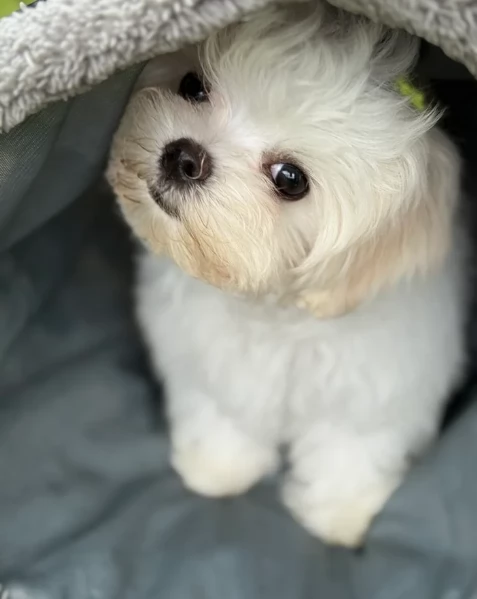piccolissima cuccioli di Maltese per ladozione | Foto 4