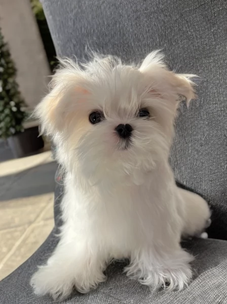 piccolissima cuccioli di Maltese per ladozione | Foto 1