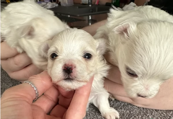 piccolissima cuccioli di Maltese per ladozione | Foto 5
