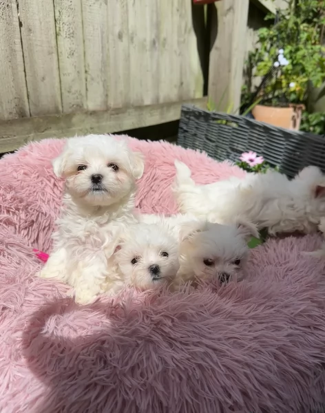 piccolissima cuccioli di Maltese per ladozione | Foto 2