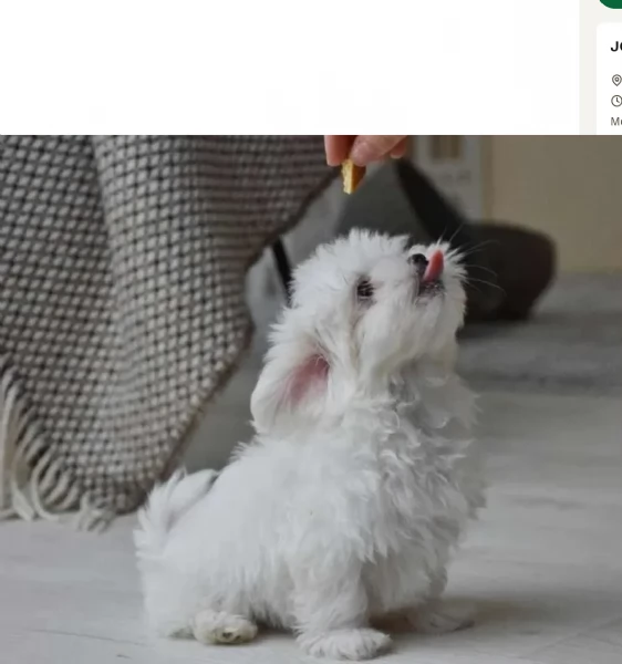 piccolissima cuccioli di Maltese per ladozione | Foto 1