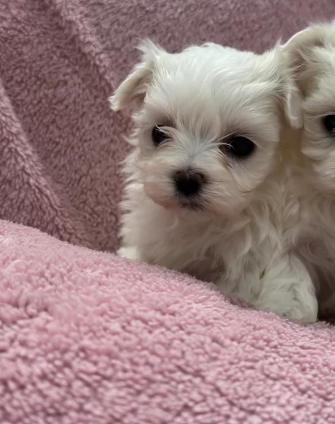 piccolissima cuccioli di Maltese per ladozione | Foto 0