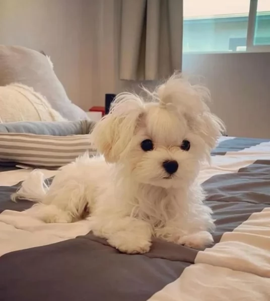 piccolissima cuccioli di Maltese per ladozione | Foto 5