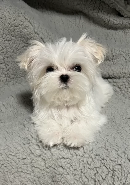 piccolissima cuccioli di Maltese per ladozione | Foto 0