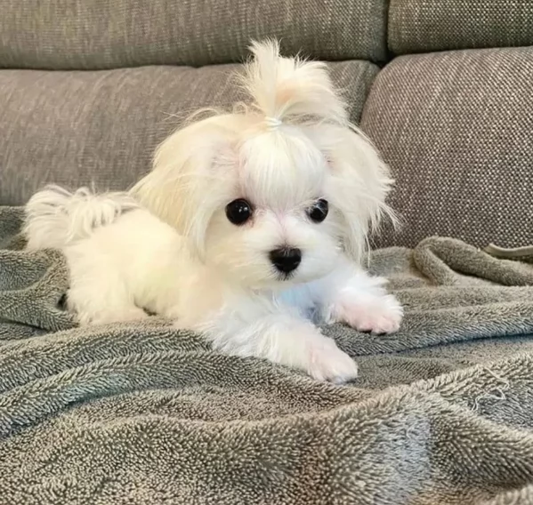 piccolissima cuccioli di Maltese per ladozione | Foto 6
