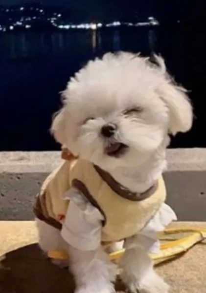 piccolissima cuccioli di Maltese per ladozione | Foto 3